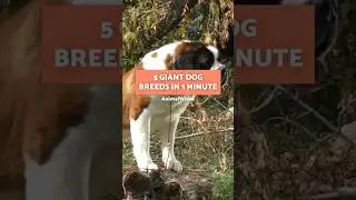 5 Giant Dog Breeds in 1 Minute 🐶💜 #GiantDogs #SHORTS