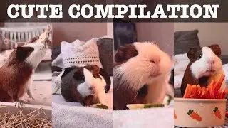 Guinea Pig Chaos & Cuteness 💥🐹 | Crunching, Zooming & Squeaking Moments!