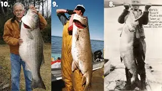 The 10 BIGGEST Freshwater Fish EVER caught