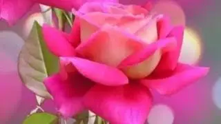 🥰মানুষ বড়ই অদ্ভুত ভদ্র আচরন কে দুর্বলতা ভাবে আর বদ মেজাজ কে ভাবে ব্যক্তিত্ব🥰