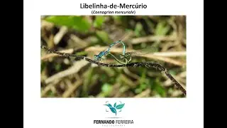 Libelinha-de-Merc&uacute;rio (Coenagrion mercuriale) - Acasalamento