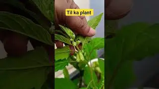 til ka plant sawan me
