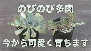 #598【お手入れのコツ】お手入れ無しでも大丈夫！秋はワッショイ。