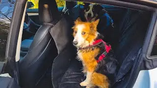 Tesla Model 3 Pet Liner Demo: Perfect Fit for 2 Dogs!