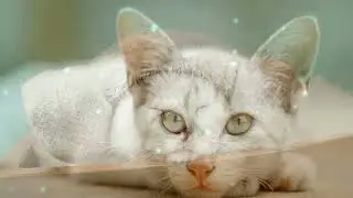 ☕ Cozy Retreat | Relaxing Piano Melodies & Adorable Cats | Perfect Background Music