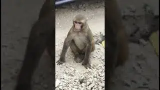 Male cute 🥰 Monkey Jaipur Rajasthan India