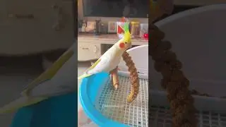 Emerald the Cockatiel's Millet Feast | Adorable Bird Munching Moments #cockatielscraze