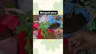 Marigold, Tulsi, Aprajita☘️🌿🪴Plant Care | Greenery at Home #ytshorts #plants