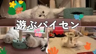 普段あんまり遊ばない猫がずんぐり体型で遊んでるのが可愛過ぎる！！