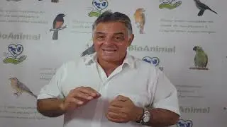 Como curar broncopneumonia de seu pássaros