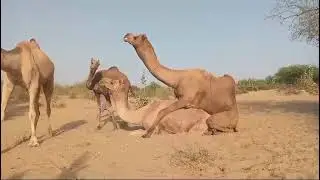 Big Camel meeting viral video #biganimal