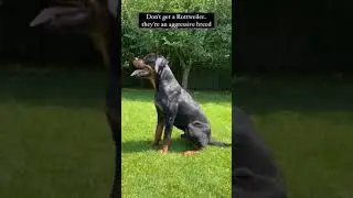 they are the best dog breed #dogslife #shorts #rottweilerbreed