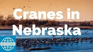 Sandhill Crane Migration in Nebraska | SmarterTravel