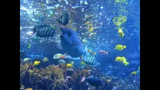 Keep me Sailing by Eden's Bridge, Maui Ocean Centre 2013