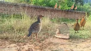 Hunting Ground Grey Francolin voice 💯 working this video Goro titr voice madi teetar hunting sound 