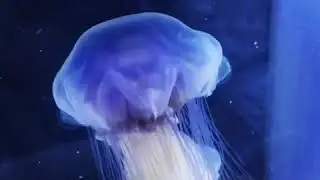 Blue fire jellyfish (Cyanea lamarckii) at Exotic Aquaculture