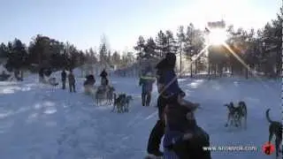 Traumhafte Huskytour in Lappland