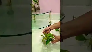 Let's change their water #plants #indoorjungle #indoorplants #plantsdecor #hydroponics #shorts
