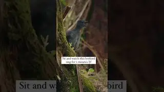 bird original sound wildlife #birds #bird #original #sound #birdsounds #wildlife #shorts #trending