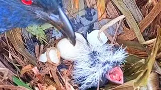 ANAK BURUNG BUBUT BARU KELUAR DARI TELUR SUDAH MINTA DI KASIH MAKAN