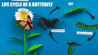 Life cycle of a Butterfly 3D project model for science exhibition | Butterfly | Caterpillar | Pupa