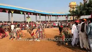 Decorative camels in Pushkar mela, Rajasthan