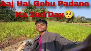Aaj Hai Gehu Padane Ka 2nd Day 🥺 Chalo Gus🥺