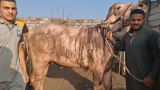 مجزرة لحم النهارده أسعار لحم الاضاحي في أسواق المواشي
