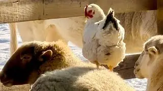 Life Lessons from the Animals, Learning to Live in the Present 