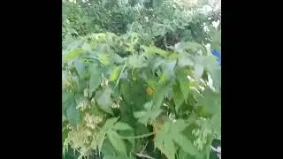 hop plants #nmtrue #nature #beer