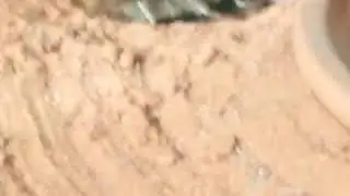 My scorpion in digging a burrow
