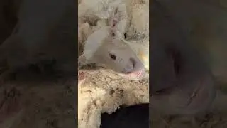 Fighting Her Over Growth