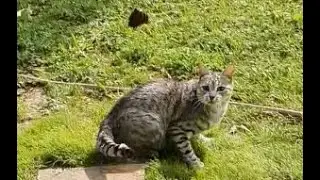 Funny Kitten trying to catch a Butterfly - Cat chasing Butterfly - Katze jagt einen Schmetterling