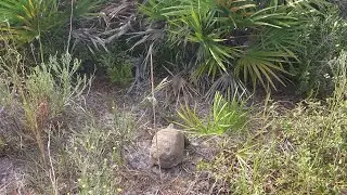 South Venice Lemon Bay Preserve tour en fran&ccedil;ais