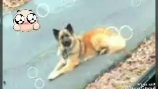 Cujo