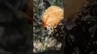 How Many Tree Photos Do You Have?