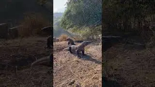 ferocity of two Komodo dragons