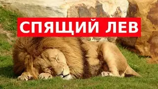 СПЯЩИЙ ЛЕВ