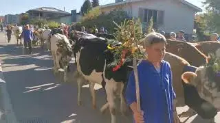 Kurzer Eindruck von der Alpabfahrt 2025 in Sumiswald