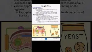 Types of Respiration: