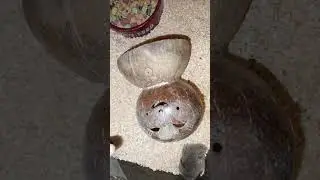 Восточная слепушонка, обновляем интерьер #shortsvideo #животные #animals #pets #cute #funny #грызуны