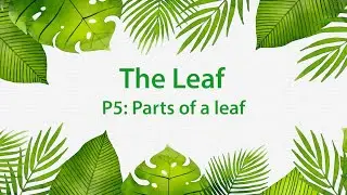 Montessori Elementary: The Leaf (Presentation 5 - Parts of a leaf)