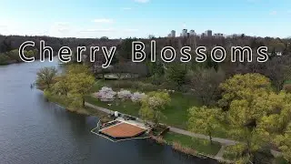 High Park Sakura Cherry Blossoms