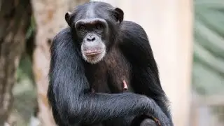 Growing Hope: Tree Planting at Tacugama Chimpanzee Sanctuary
