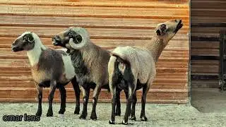 cameroon sheep أغنام الكاميرون