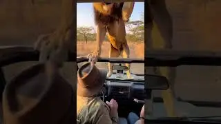 CCTV footage captured a lion attacking its prey in the wild #lionattack #wildlife #nature