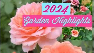 My Garden Transformation: David Austin Roses &  Other Flowers