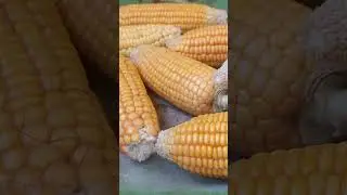#popcorn #song #tamilsong #arrahman #music #telugu #food #viralreels #viral_video