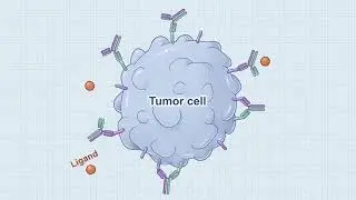 2D Medical Animation Preview: Bispecific Antibody Mechanism for NSCLC
