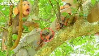 Terrible!Adult Monkey Force Kidnap Baby Money Rex From Rose|Pity Rose Try To Save Her Baby Rex